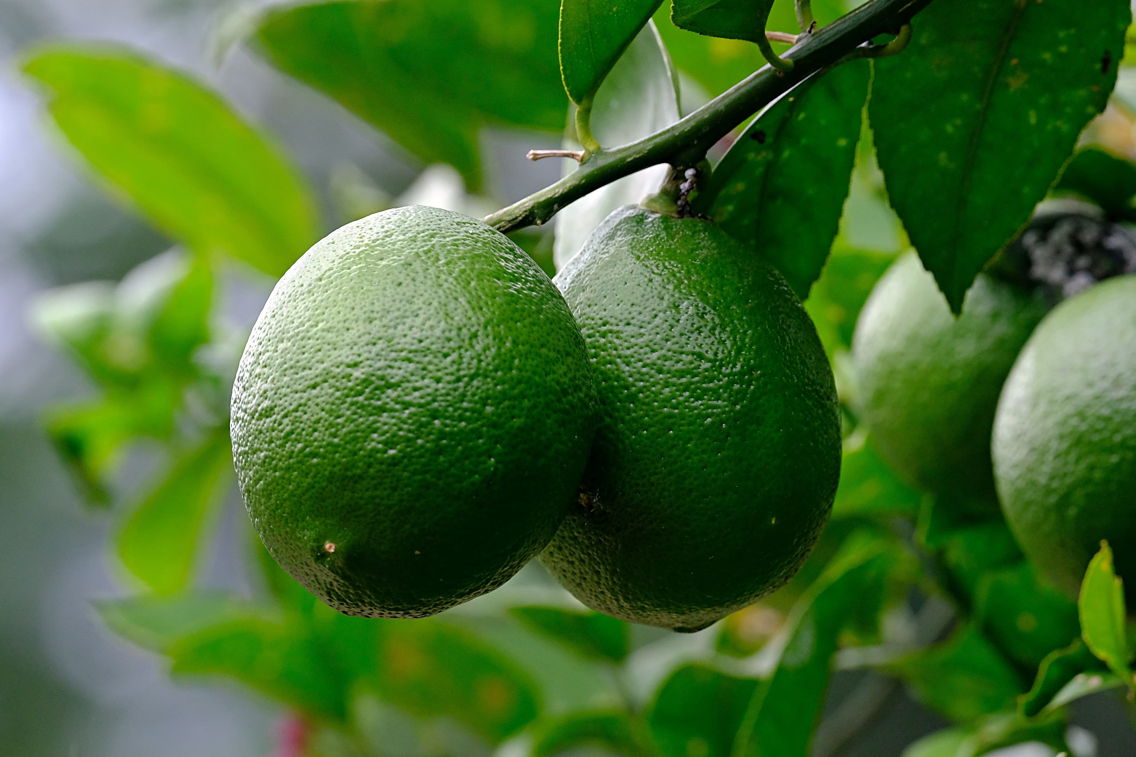 CITRONS VERTS