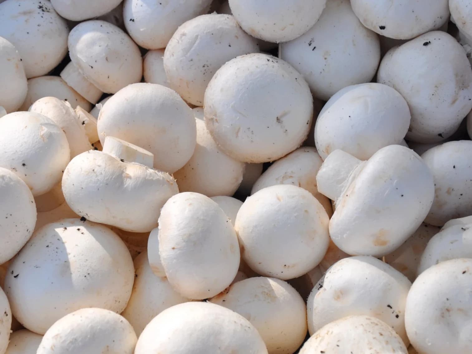 CHAMPIGNON